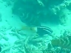 Parupeneus barberinoides