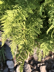Athyrium americanum