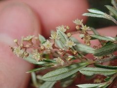 Trymalium ledifolium