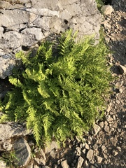 Athyrium americanum