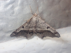 Chiasmia gratularia