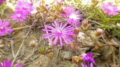 Drosanthemum ambiguum