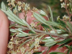 Trymalium ledifolium