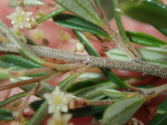 Trymalium ledifolium