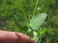 Lathyrus aphaca