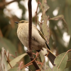 Ptilotula fusca