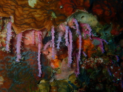 Chironephthya