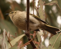 Ptilotula fusca