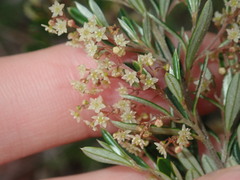 Trymalium ledifolium