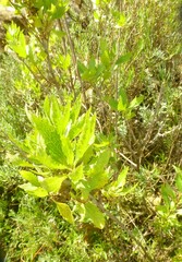 Nidorella ivifolia
