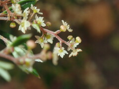 Trymalium ledifolium
