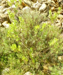 Nidorella ivifolia