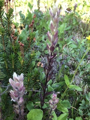 Castilleja parviflora