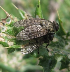 Platystoma seminationis