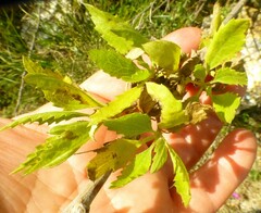 Nidorella ivifolia