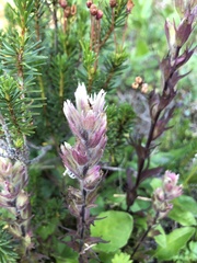Castilleja parviflora