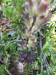 Castilleja parviflora