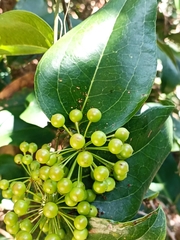 Smilax australis