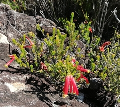 Erica discolor