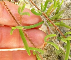 Drosanthemum calycinum