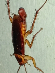 Periplaneta australasiae