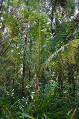 Acanthophoenix rubra