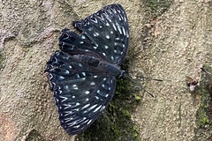 Dichorragia nesimachus