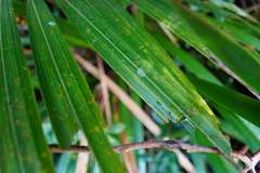 Acanthophoenix rubra