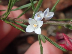 Cyanothamnus ramosus anethifolia