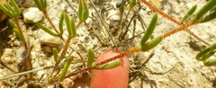 Drosanthemum calycinum