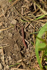 Pontoscolex corethrurus