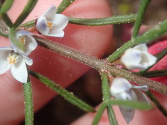 Cyanothamnus ramosus anethifolia