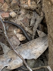 Lampropholis guichenoti