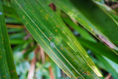 Acanthophoenix rubra
