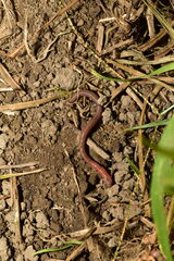 Pontoscolex corethrurus