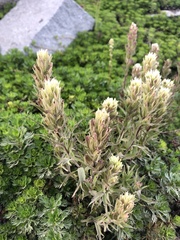 Castilleja parviflora