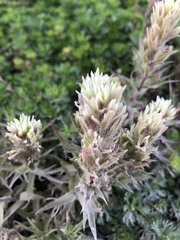 Castilleja parviflora