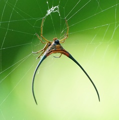 Macracantha arcuata