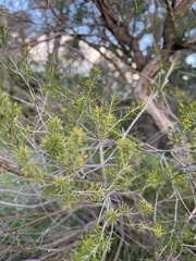 Melaleuca ericifolia