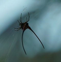 Macracantha arcuata