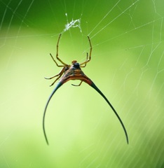 Macracantha arcuata