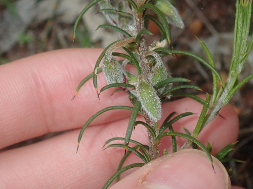 Image of Needle-Leaved Chorizema (Chorizema aciculare) by (c) Thomas Mesaglio, some rights reserved (CC BY)