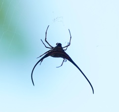 Macracantha arcuata
