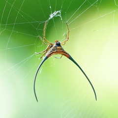 Macracantha arcuata