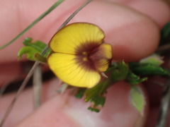 Bossiaea eriocarpa