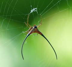 Macracantha arcuata