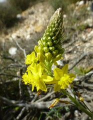 Bulbine
