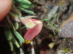 Bossiaea eriocarpa