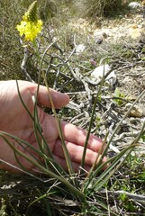 Bulbine