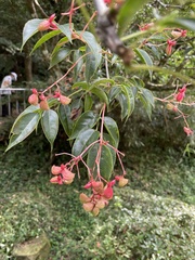 Staphylea japonica